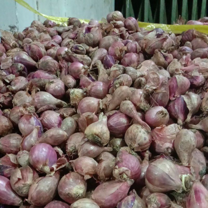 

Bawang Merah Berkualitas 100% Hasil Bumi