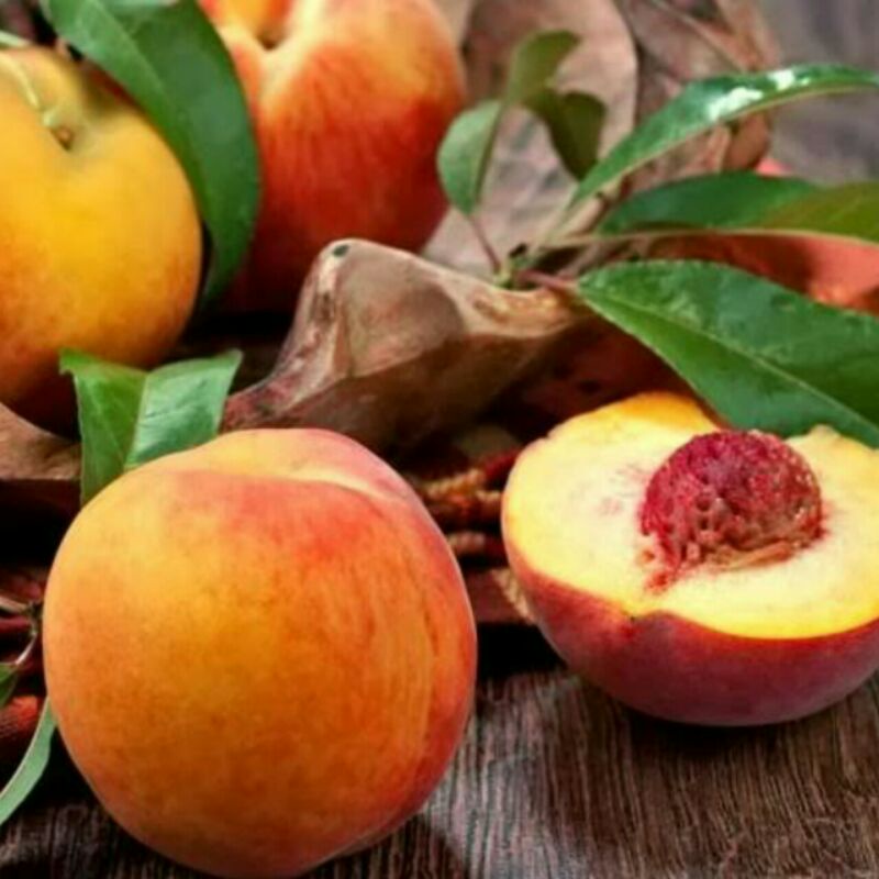 Bibit buah persik / peach holland Murah [BISA COD]