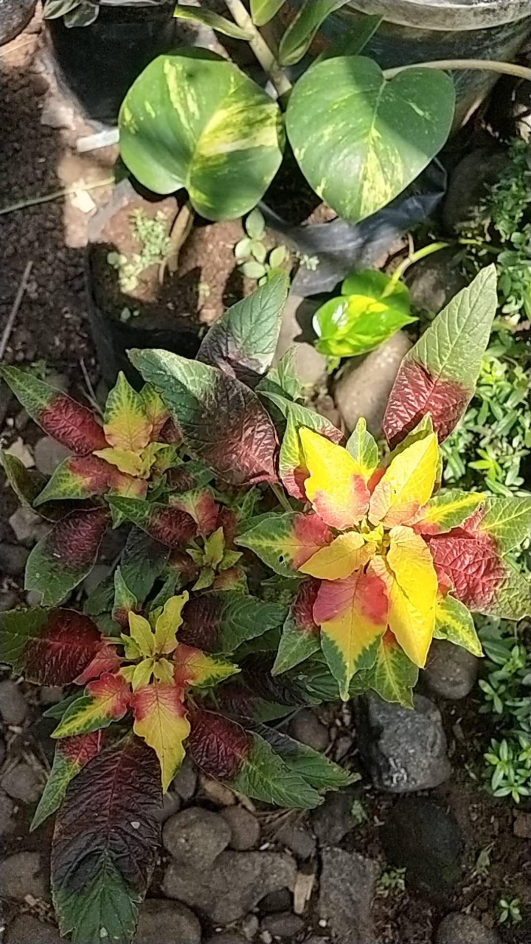 Tanaman Hias Bunga Amaranthus Tricolor