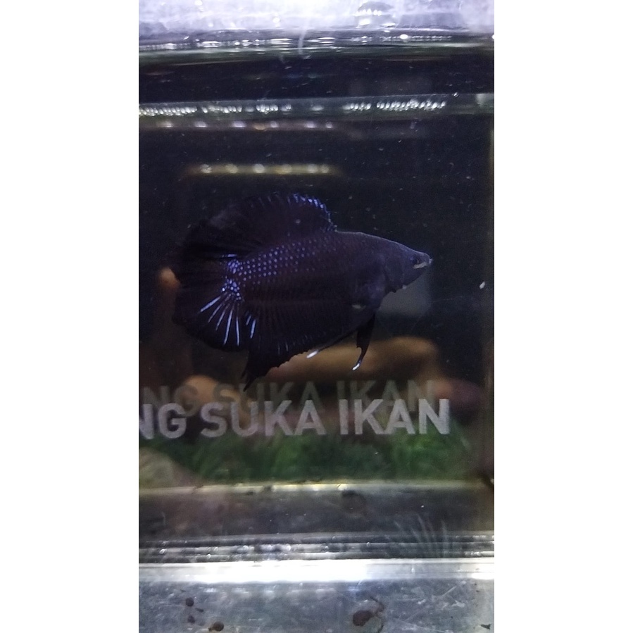 CUPANG PKDT/DTPK BLACK LACE 100% RALPICT (KODE 11)