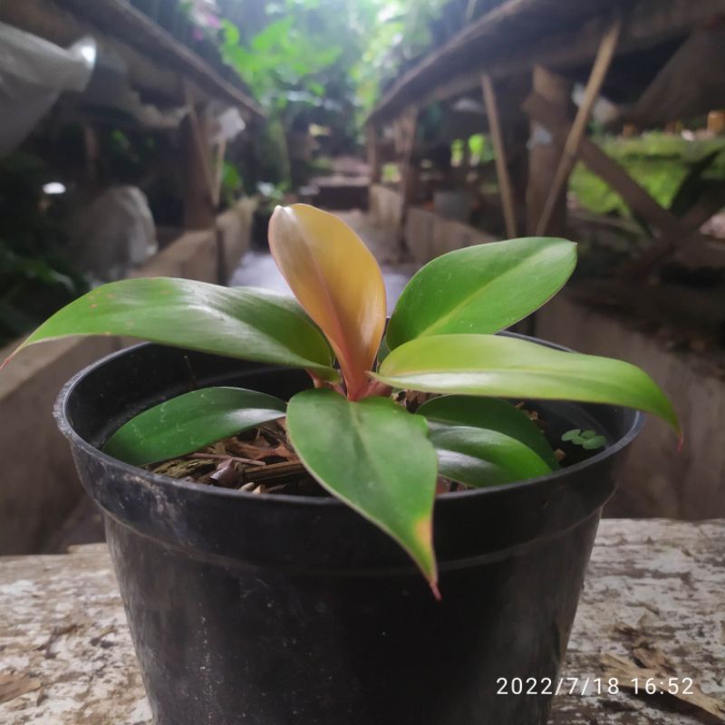 Philo Orange Juice /  philo prince of orange