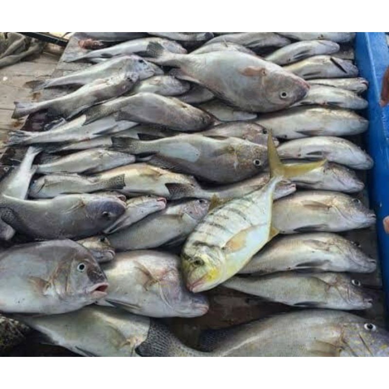 

ikan kuwe lilin segar