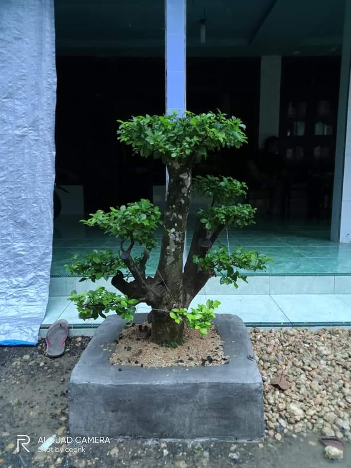 Kawat Bonsai Putih Ecer Per Meter 3 Mm