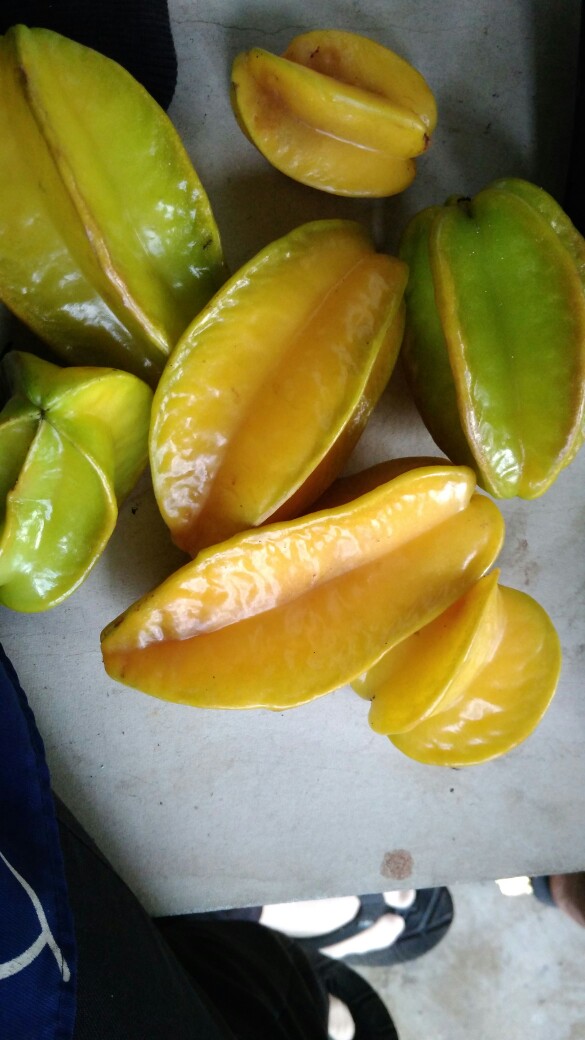 Maura Couple - Sania Ruffle Batik Couple Ori Ndoro Jowi Dnt Garansi Termurah Shopee - Mika Brown