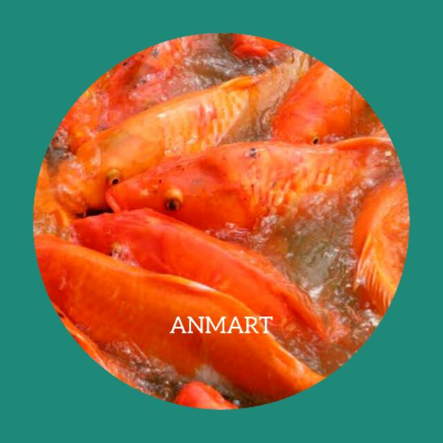 

ANMART | 1KG Ikan Mas Konsumsi | Ikan Segar | Sayur Online