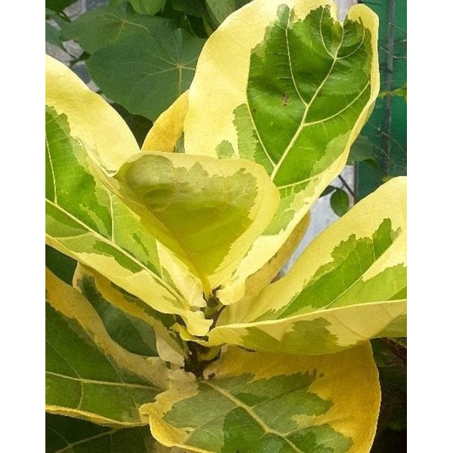 biola varigata bagus #300k / tanaman hias