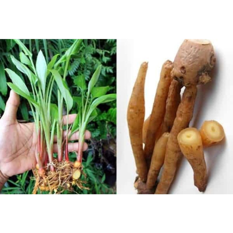 

temu kunci fresh 250g