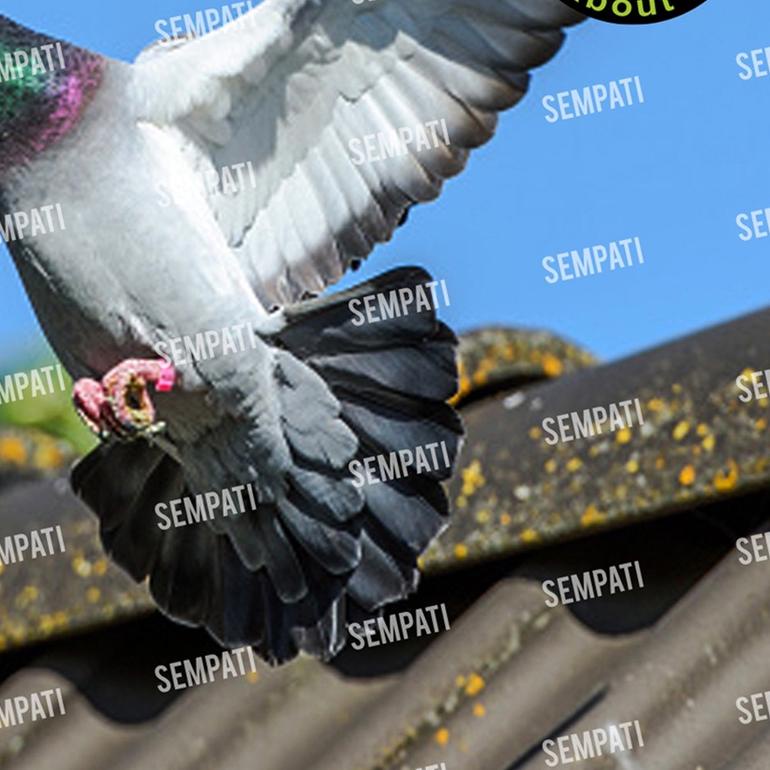 ISI 100 BUTIR MERPATI RAJA PUKUL-JAMU MERPATI BALAP-MERPATI KOLONG-MERPATI TINGGI VTRPK