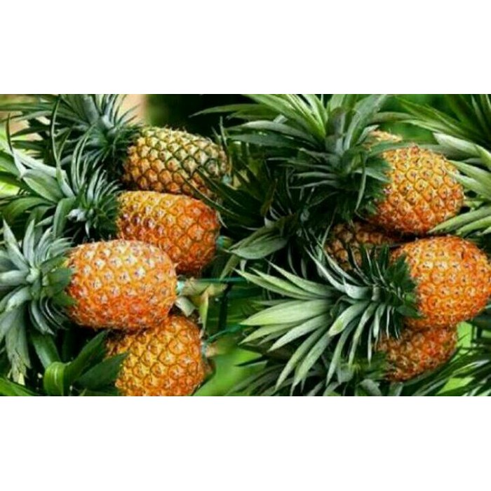 Bibit Tanaman Buah Nanas Madu Thailand Super Unggul