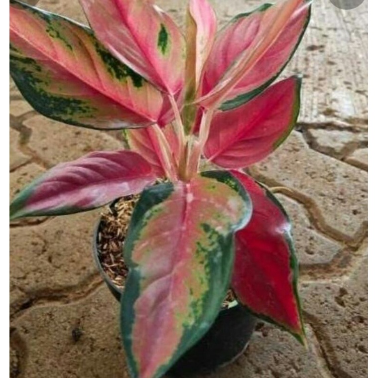 red kocin camelon  indukan - indk mini