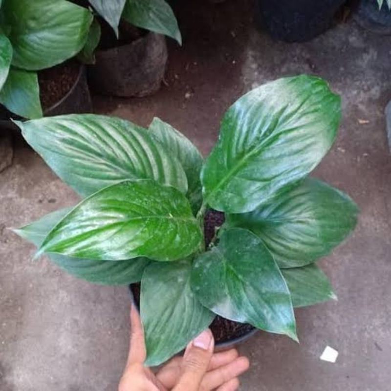 Tanaman hias bunga Sepatufilum Feace lily bangkok - sepatufillum bangkok