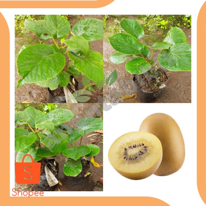 Unik limited stock bibit kiwi golden jantan betina 8N0vZ1 Berkualitas