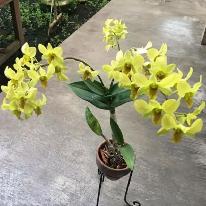 BUNGA ANGGREK DENDROBIUM DEWASA BUNGA KUNING