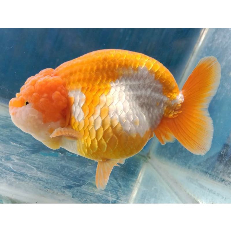 Rancu red white gen import / ikan mas koki rancu/ import thai