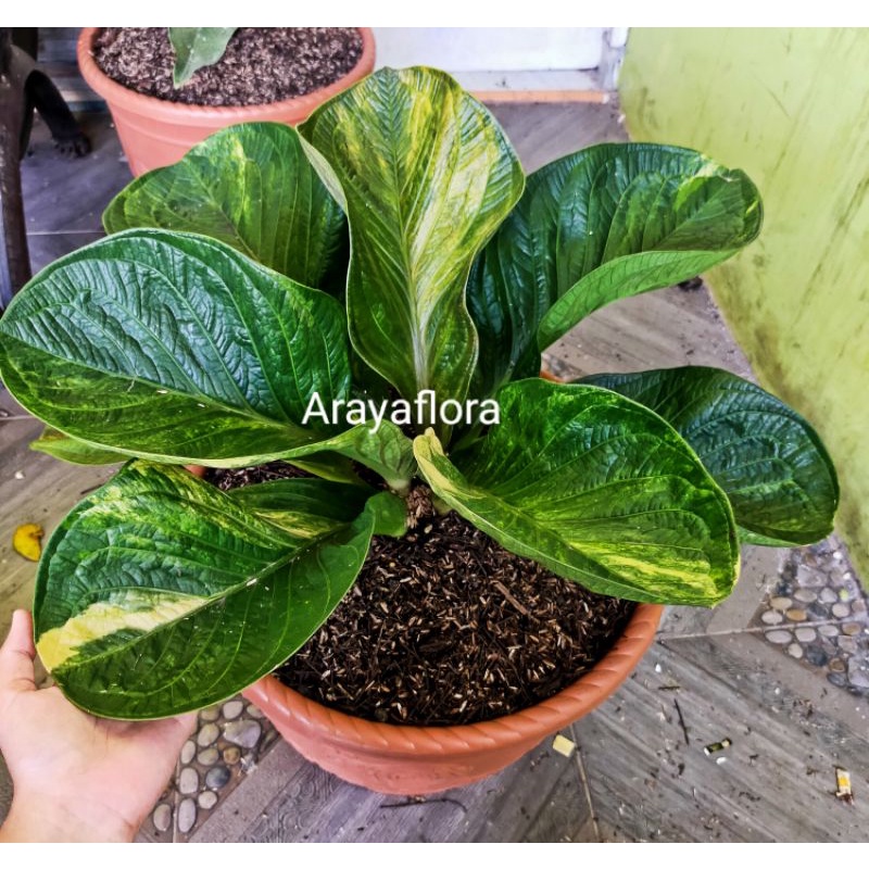 Anthurium Jemani Mangkok Varigata