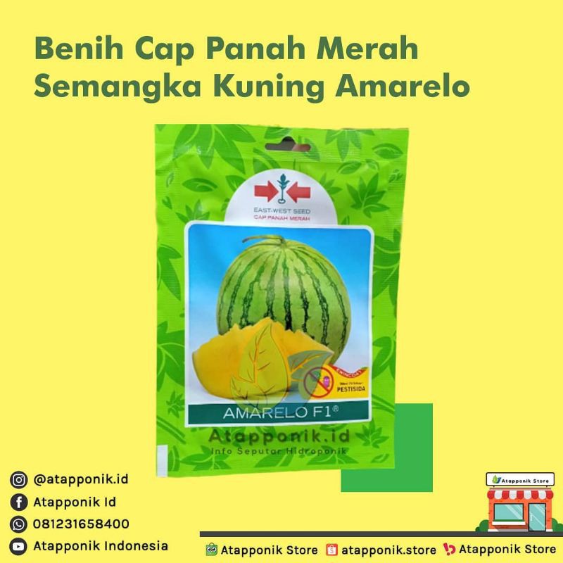 benih bibit semangka kuning tanpa biji amarelo f1