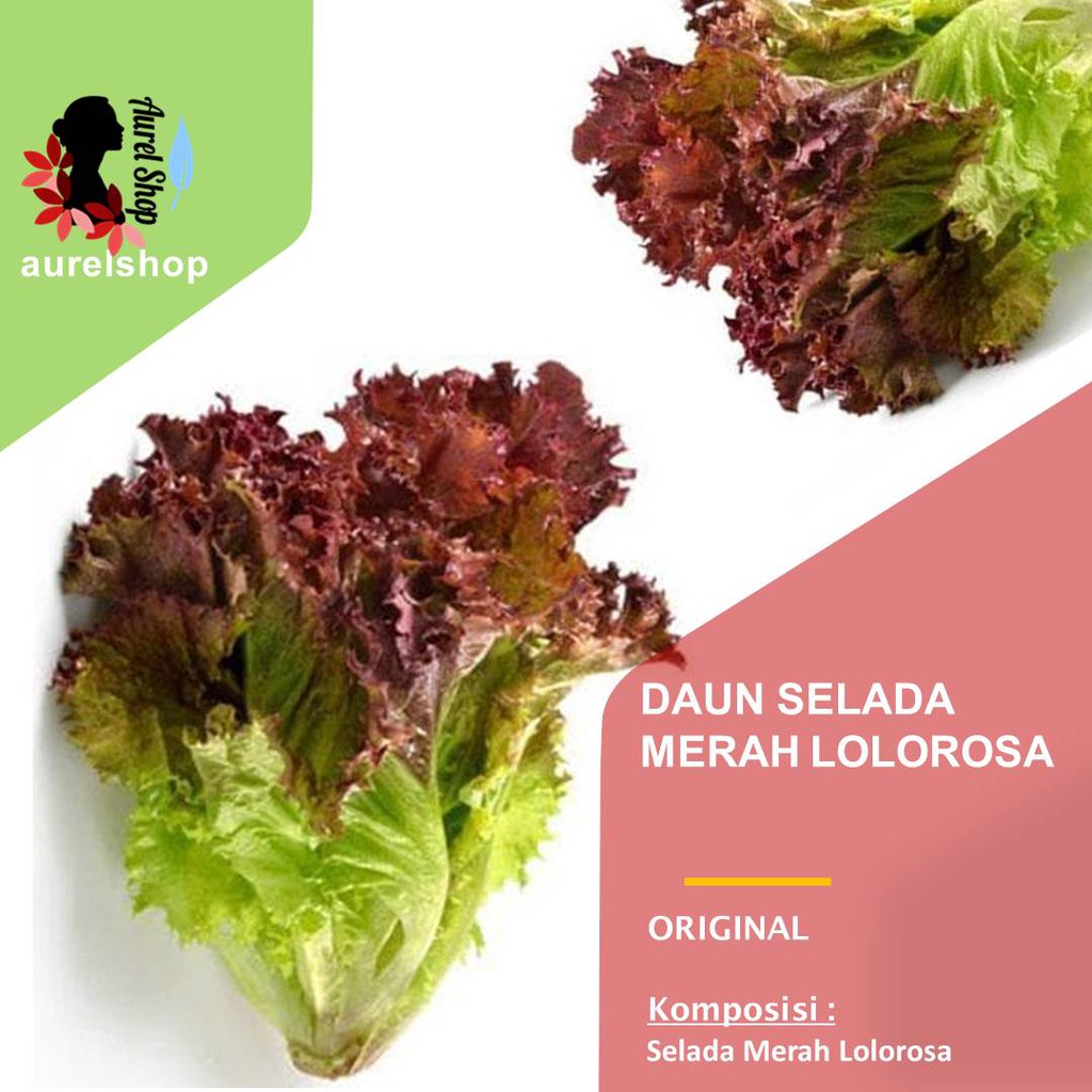

Selada Lolorosa Segar kemasan 1 kg