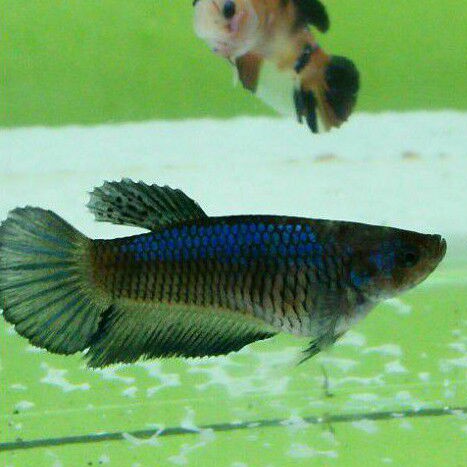 cupang plakat betina full telur