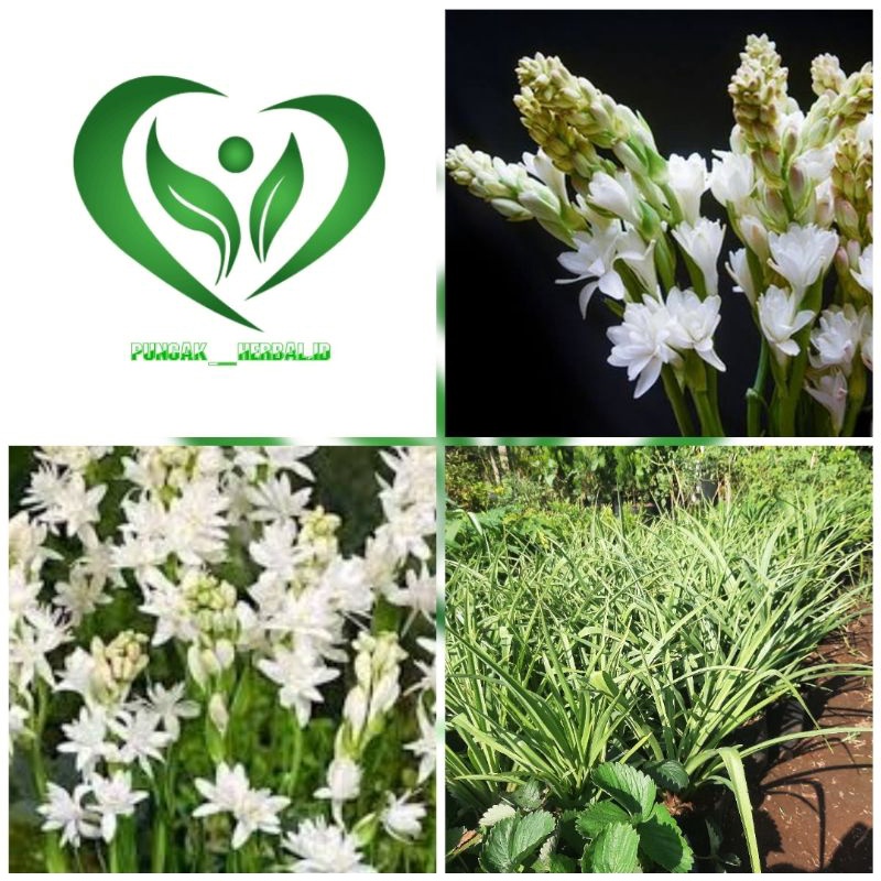 Bibit tanaman bunga sedap malam pohon bunga sedap malam