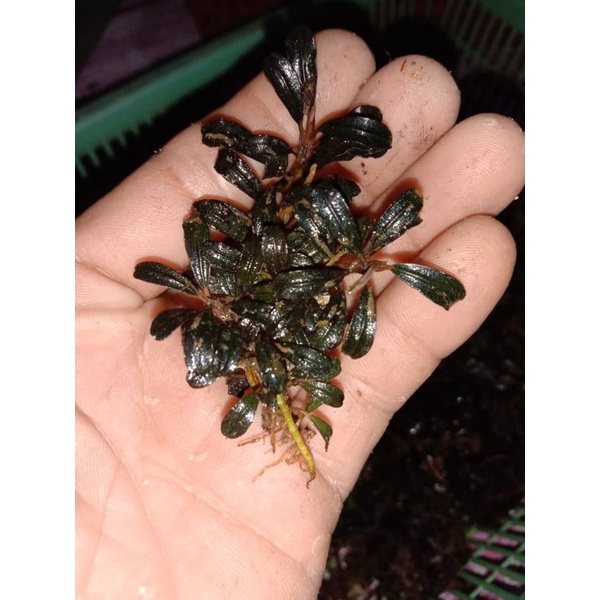 Bucephalandra BUCE sp mini tanaman aquascape porsi mika 10x15