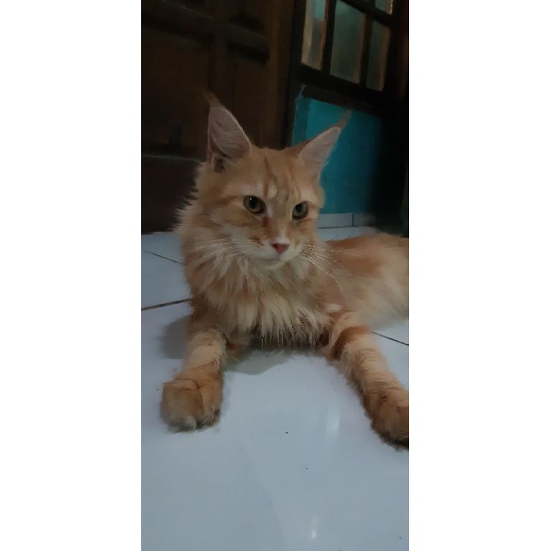 mainecoon betina(sold)