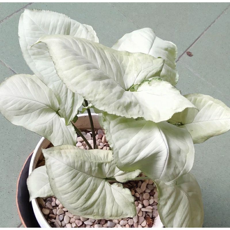 sygonium susu