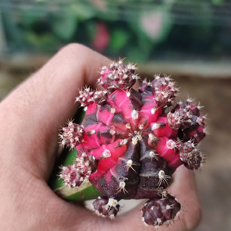 Kaktus Gymno Blackpink graft cluster