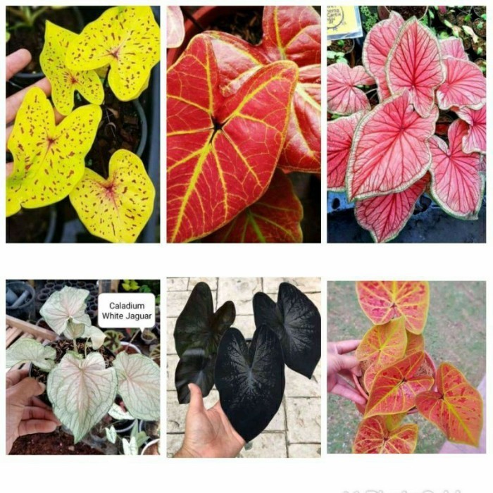 Paket 6 Bonggol Keladi Hias