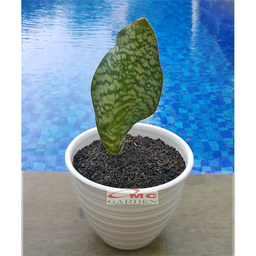 Lidah Mertua Sansevieria Sansivera Sansiviera Sensiviera Masoniana Giant Whale Fin Centong Jumbo LM-