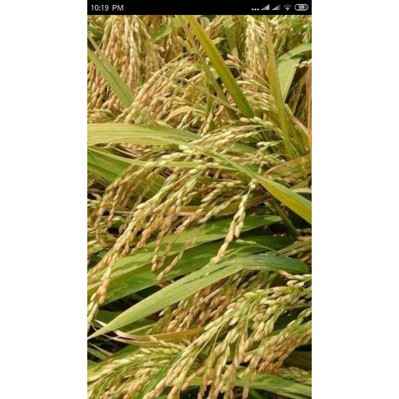 Benih Bibit Ketan Putih