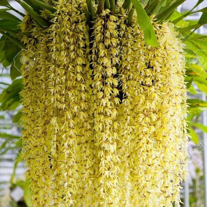 Anggrek hidup bunga Rumbai Coelogyne rochussenii