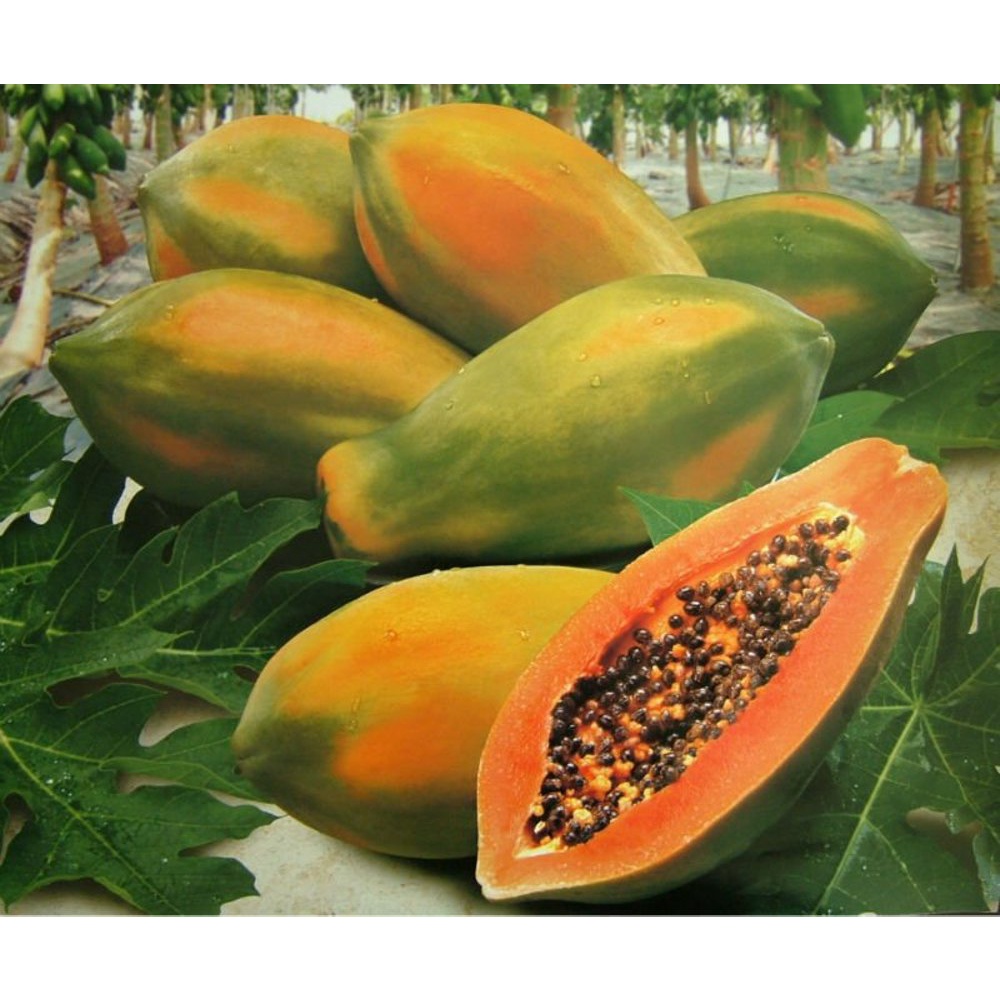 BS-BYL Benih Buah Bibit Tanaman Buah F1 Hibrida Unggul Anggur Strawberry Semangka Melon Labu Pepaya Jambu Blackberry Ciplukan Raspberry dll-PEPAYA BANGKOK