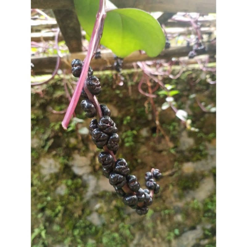 

buah angkung herbal Hasil Kebun Sendiri