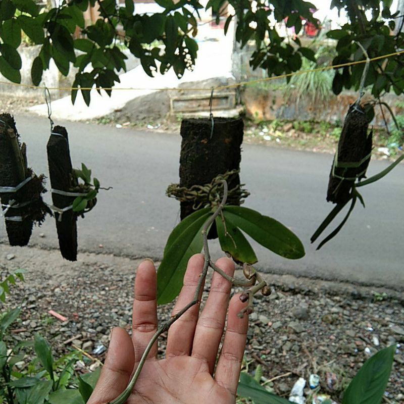 anggrek bulan bunga putih.