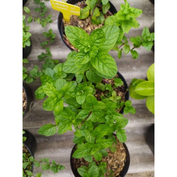 Benih Biji Daun Herbal Mint Peppermint Common Mint