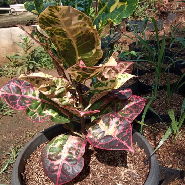 tanaman puring kura, pohon puring kura, puring kura