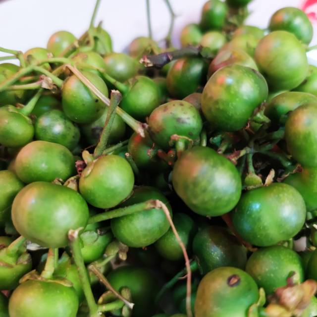 

Sayur Lenca / Leuncha 250gr