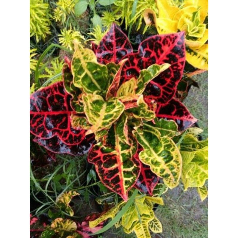 Tanaman Hias puring kura  merah king