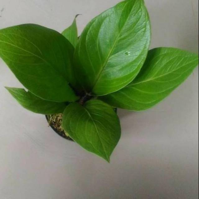 Anthurium jemani kobra