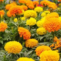 Benih Bibit Biji - Bunga Marigold (African) Crackerjack Mixed Flower Seeds - IMPORT