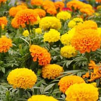 Benih Bibit Biji - Bunga Marigold (African) Crackerjack Mixed Flower Seeds - IMPORT