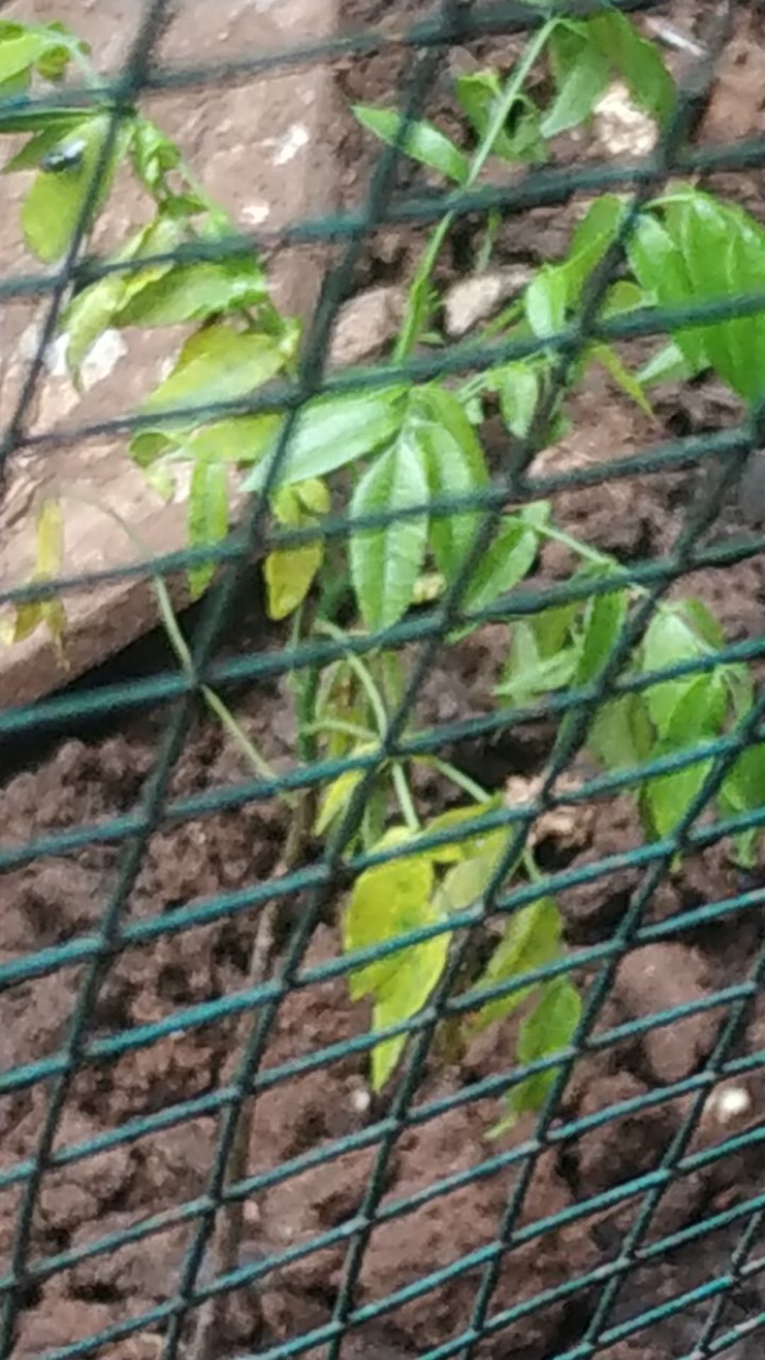 Bibit Durian Musangking Kaki3 Terlaris