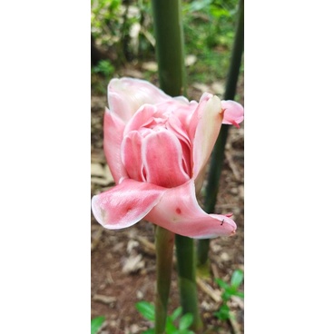 

bunga kecombrang fresh 1kg