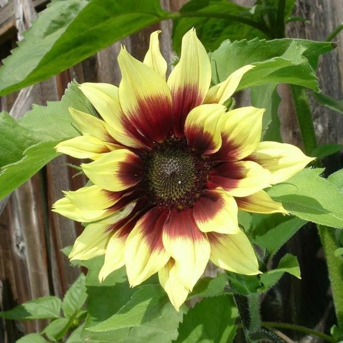 Benih Bibit Biji - Sunflower Magic Roundabout F1 Bunga Matahari Seeds - IMPORT