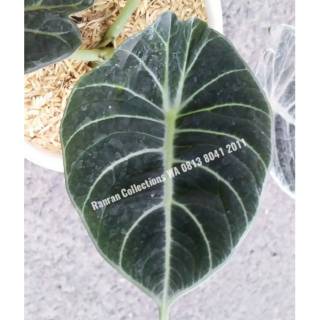 Bibit Tanaman Keladi Black Velvet Daun Tebal Bludru Plus Pot Shopee Indonesia