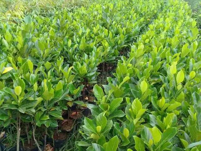 Bibit nangka madu stek okulasi dengan induaan sudah berbuah [Bibit Berkualitas Unggul]