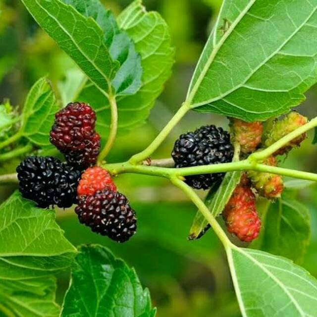 Bibit Murbei/Bibit Mulbery Murbey/ murbei jumbo