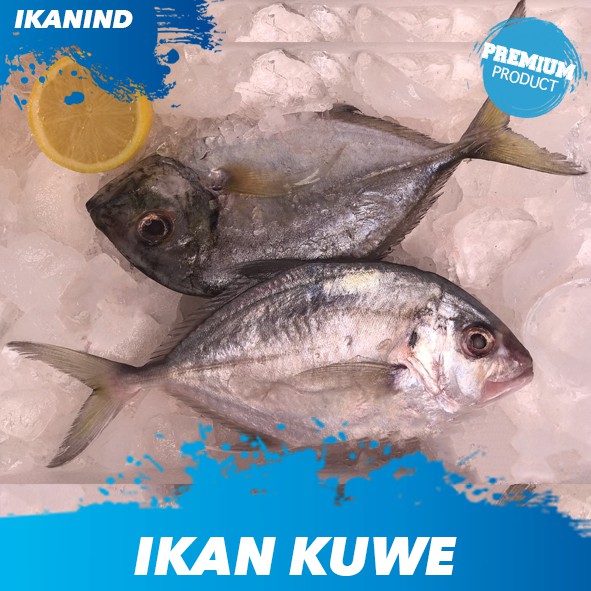 

Ikan Kuwe Segar / Ikan Laut Segar Kiloan 2-4 ekor/ Pack 1 kg
