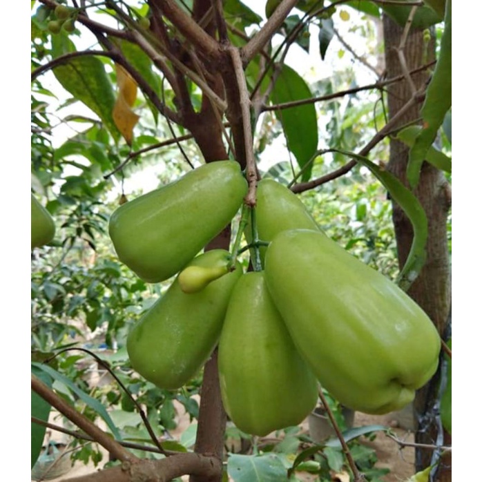 JAMBU AIR TSG OKULASI