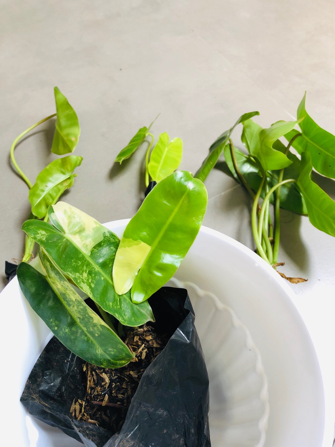 Tanaman Hias Philodendron Burle Marx/brekele Varigata.